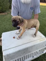 Boots, a male Great Dane and English Mastiff for sale in Yuba City, CA – 2 of 7