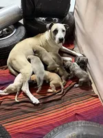 Boots, a male Great Dane and English Mastiff for sale in Yuba City, CA – 6 of 7