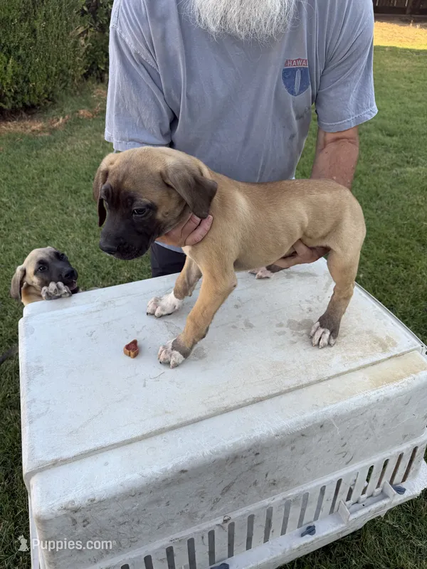 Boots – Great Dane, English Mastiff puppy for sale in Yuba City, CA