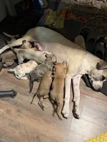 Sheera, a female Great Dane and English Mastiff for sale in Yuba City, CA – 6 of 8