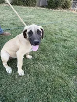 BIGGIE, a male Great Dane and English Mastiff for sale in Yuba City, CA – 2 of 9