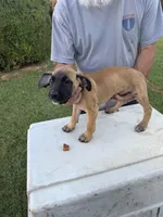 Whiskey, a female Great Dane and English Mastiff for sale in Yuba City, CA – 1 of 7