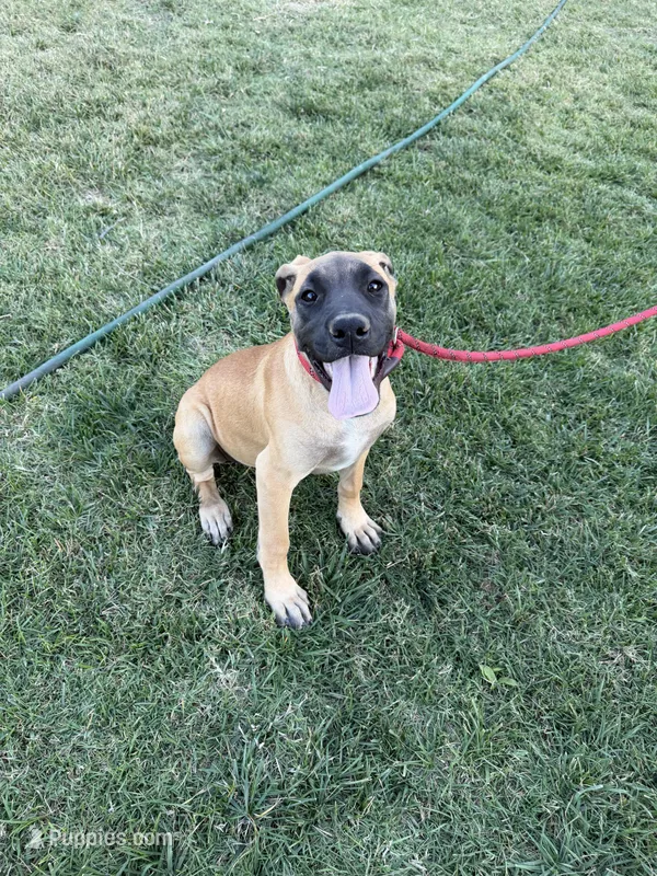 Whiskey – Great Dane, English Mastiff puppy for sale in Yuba City, CA