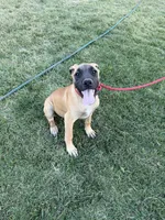 Whiskey, a female Great Dane and English Mastiff for sale in Yuba City, CA – 1 of 9