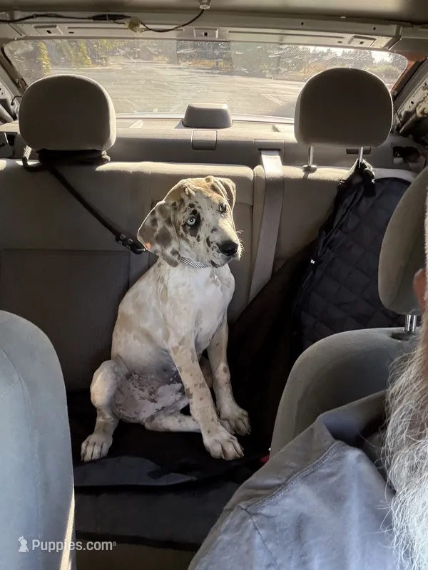SPIKE – Great Dane, English Mastiff puppy for sale in Yuba City, CA