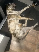 SPIKE, a male Great Dane and English Mastiff for sale in Yuba City, CA – 4 of 5