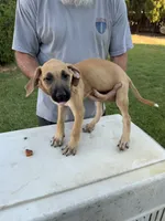 Deebo, a male Great Dane and English Mastiff for sale in Yuba City, CA – 2 of 7