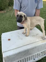 BIGGIE, a male Great Dane and English Mastiff for sale in Yuba City, CA – 2 of 8