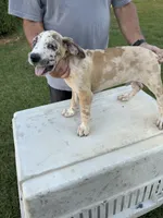 SPIKE, a male Great Dane and English Mastiff for sale in Yuba City, CA – 2 of 5