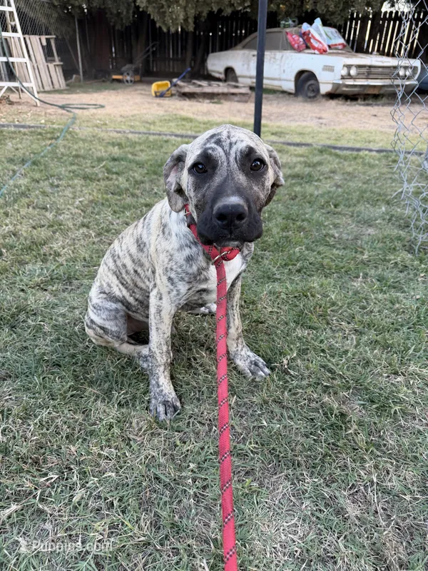 Shadow – Great Dane, English Mastiff puppy for sale in Yuba City, CA