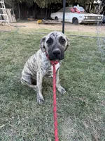 Shadow, a male Great Dane and English Mastiff for sale in Yuba City, CA – 1 of 8