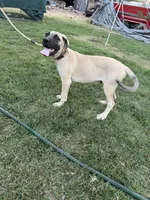 BIGGIE, a male Great Dane and English Mastiff for sale in Yuba City, CA – 4 of 9