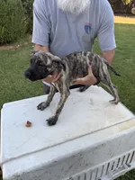 Sheera, a female Great Dane and English Mastiff for sale in Yuba City, CA – 1 of 8