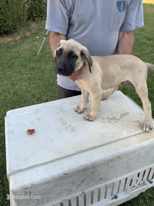 BIGGIE – Great Dane, English Mastiff puppy for sale in Yuba City, CA