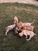 BIGGIE, a male Great Dane and English Mastiff for sale in Yuba City, CA – 4 of 8