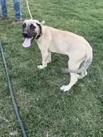 BIGGIE, a male Great Dane and English Mastiff for sale in Yuba City, CA – 3 of 9