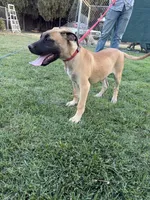 Whiskey, a female Great Dane and English Mastiff for sale in Yuba City, CA – 4 of 9