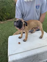Whiskey, a female Great Dane and English Mastiff for sale in Yuba City, CA – 2 of 7