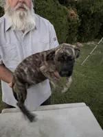 Sheera, a female Great Dane and English Mastiff for sale in Yuba City, CA – 3 of 8
