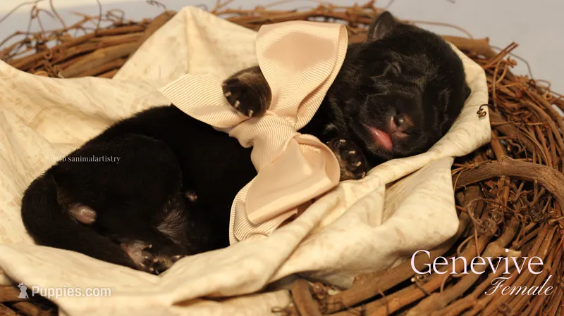 Genevieve  – German Shepherd Dog puppy for sale in DeLand, FL