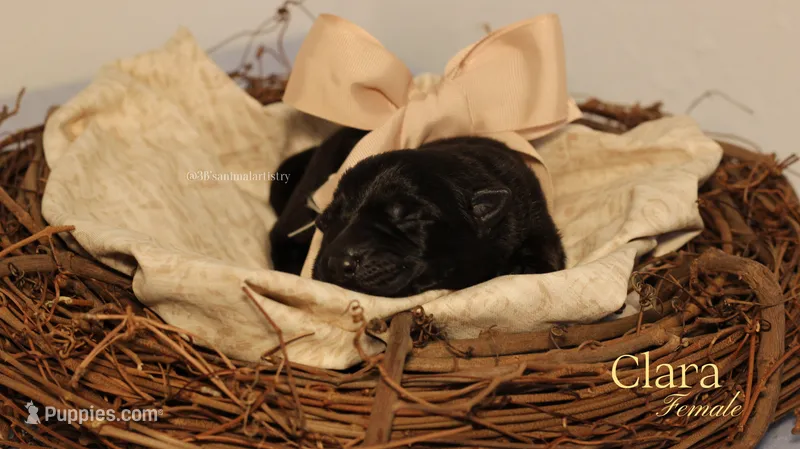 Clara – German Shepherd Dog puppy for sale in DeLand, FL