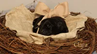 Clara, a female German Shepherd Dog for sale in DeLand, FL – 1 of 1