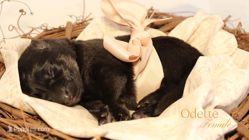 Odette – German Shepherd Dog puppy for sale in DeLand, FL