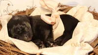Odette, a female German Shepherd Dog for sale in DeLand, FL – 1 of 1
