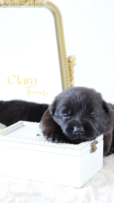Clara – German Shepherd Dog puppy for sale in DeLand, FL