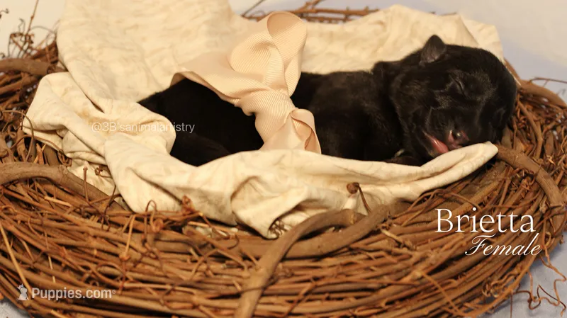 Brietta – German Shepherd Dog puppy for sale in DeLand, FL