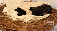 Brietta, a female German Shepherd Dog for sale in DeLand, FL – 1 of 1