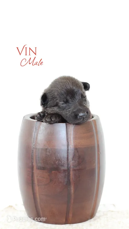 Vin – German Shepherd Dog puppy for sale in DeLand, FL