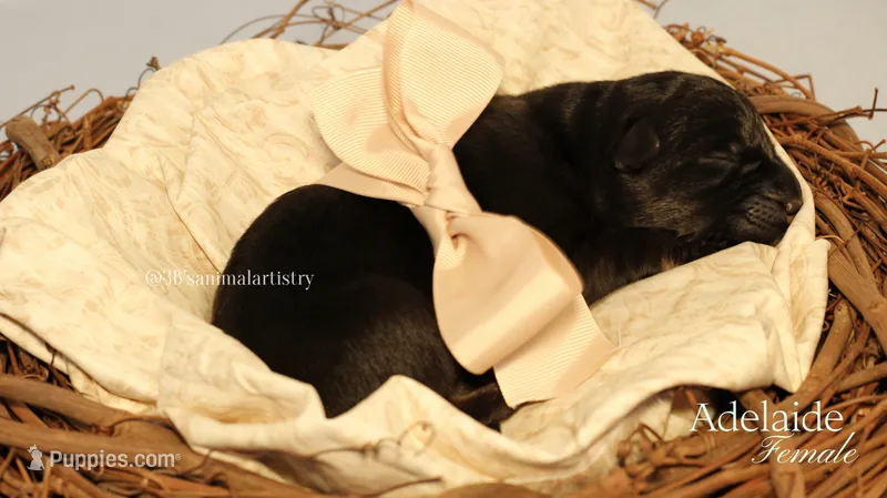 Adelaide  – German Shepherd Dog puppy for sale in DeLand, FL