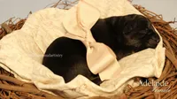 Adelaide , a female German Shepherd Dog for sale in DeLand, FL – 1 of 1