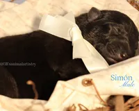 Simón , a male German Shepherd Dog for sale in DeLand, FL – 1 of 1