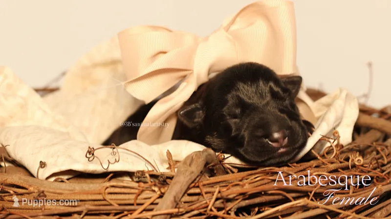 Arabesque  – German Shepherd Dog puppy for sale in DeLand, FL
