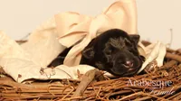 Arabesque , a female German Shepherd Dog for sale in DeLand, FL – 1 of 1