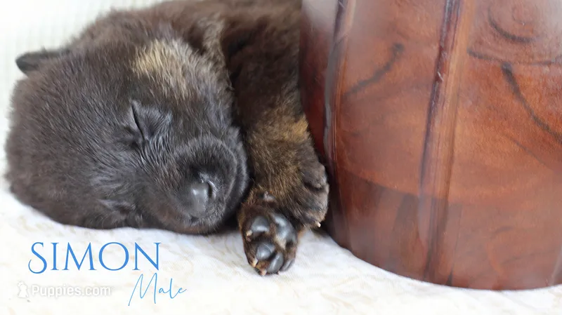 Simón  – German Shepherd Dog puppy for sale in DeLand, FL