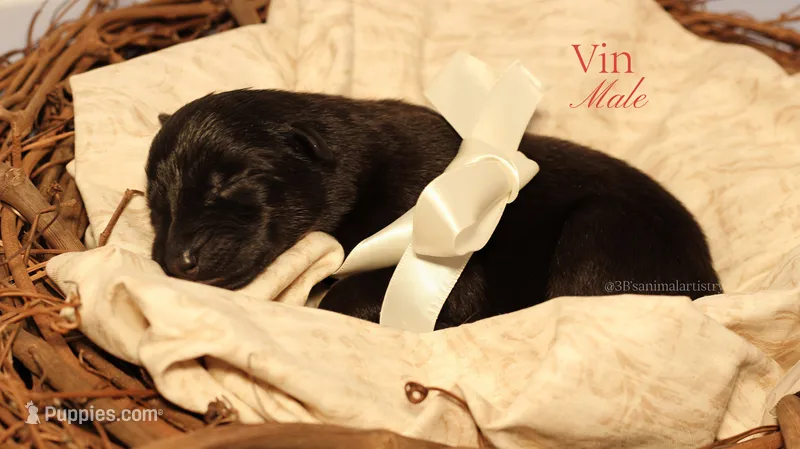 Vin – German Shepherd Dog puppy for sale in DeLand, FL