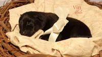 Vin, a male German Shepherd Dog for sale in DeLand, FL – 1 of 1