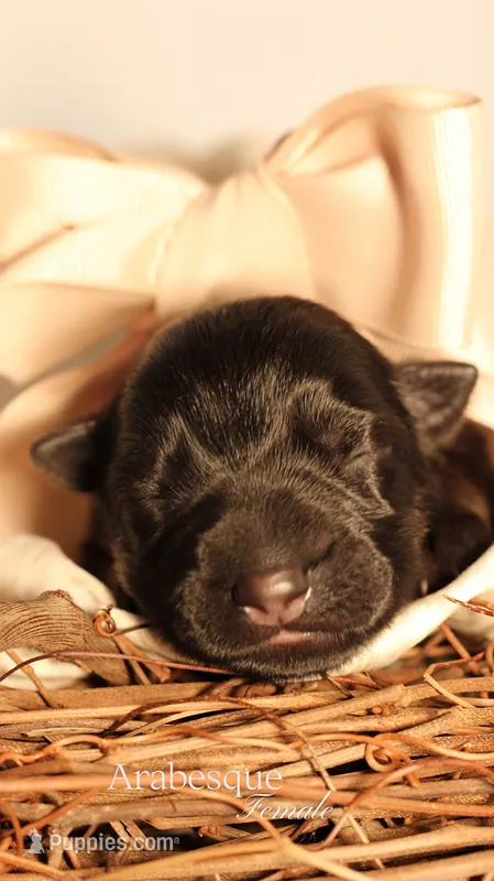 Arabesque  – German Shepherd Dog puppy for sale in DeLand, FL