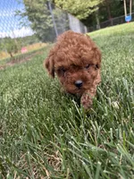 Duke, a male Cavapoo for sale in Bostic, NC – 3 of 5