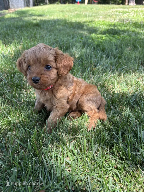 Daisy  – Cavapoo puppy for sale in Bostic, NC