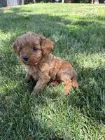 Daisy , a female Cavapoo for sale in Bostic, NC – 1 of 6