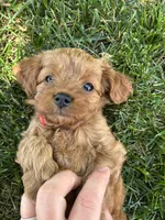 Daisy , a female Cavapoo for sale in Bostic, NC – 2 of 6