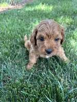 Denver , a male Cavapoo for sale in Bostic, NC – 3 of 5