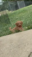 Daisy - F1b, a female Cavapoo for sale in Bostic, NC – 4 of 8