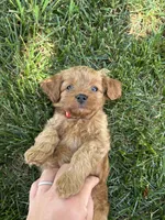 Daisy , a female Cavapoo for sale in Bostic, NC – 6 of 6