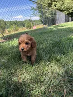 Denver , a male Cavapoo for sale in Bostic, NC – 2 of 5