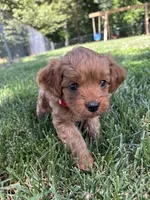 Daisy , a female Cavapoo for sale in Bostic, NC – 4 of 6